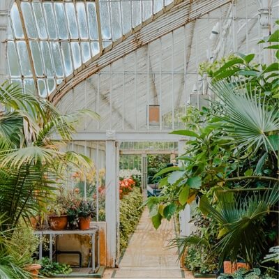 a greenhouse with an array of tropical plants