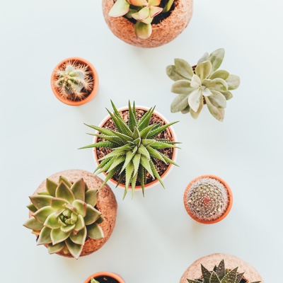 a topdown view of some small cacti in pots